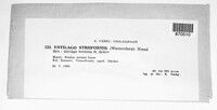 Ustilago striiformis image